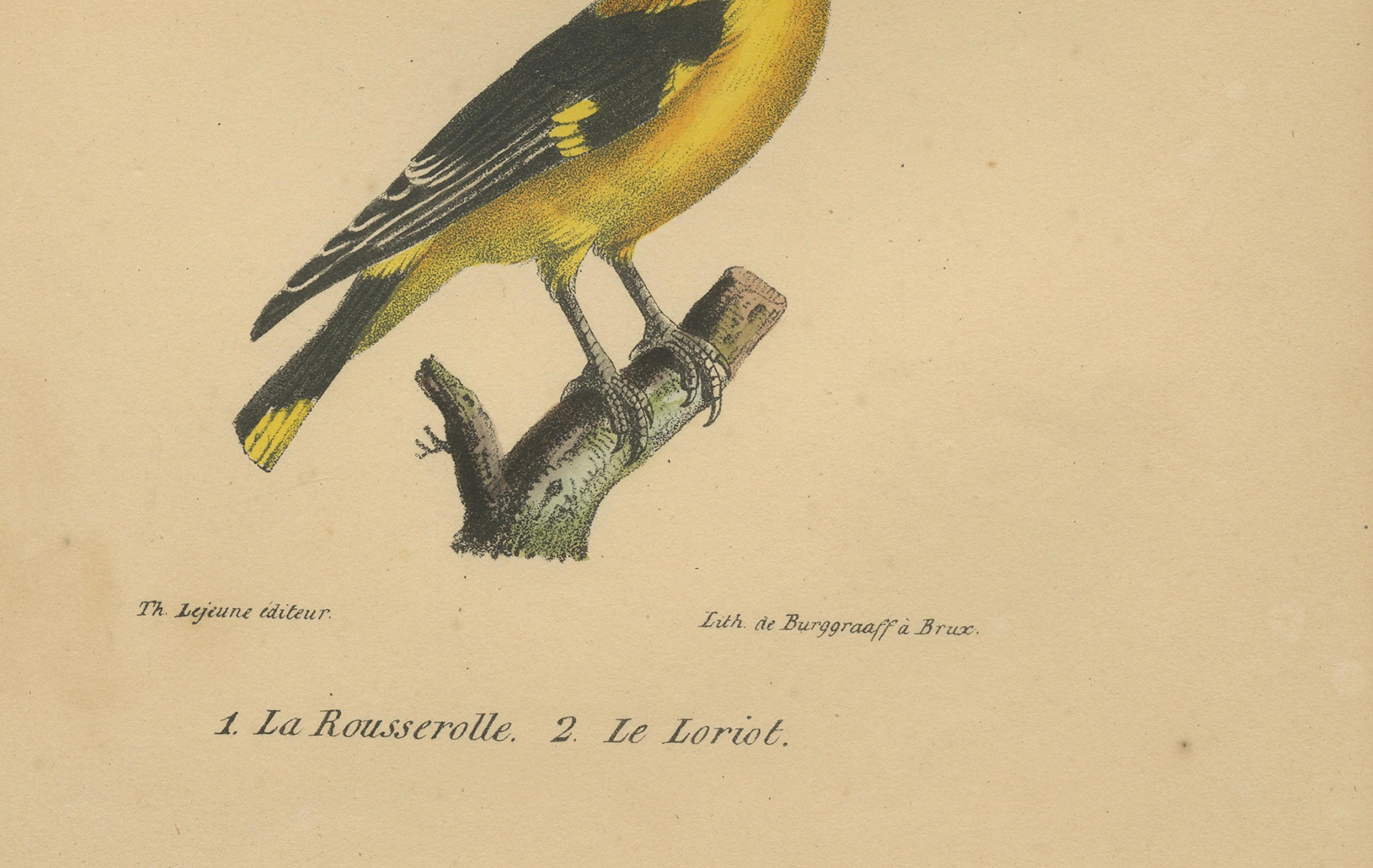 Goldtrupial und Schilfrohrsänger - Antike handkolorierte Lithografie, um 1828

Beschreibung:
Eine elegante Vogelstudie aus dem frühen 19. Jahrhundert, die zwei europäische Arten zeigt: oben den Schilfrohrsänger (La Rousserolle) und unten den