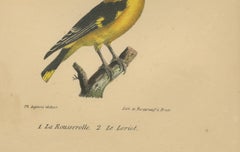 Golden Oriole & Reed Warbler – Antique hand-coloured lithograph, c.1828
