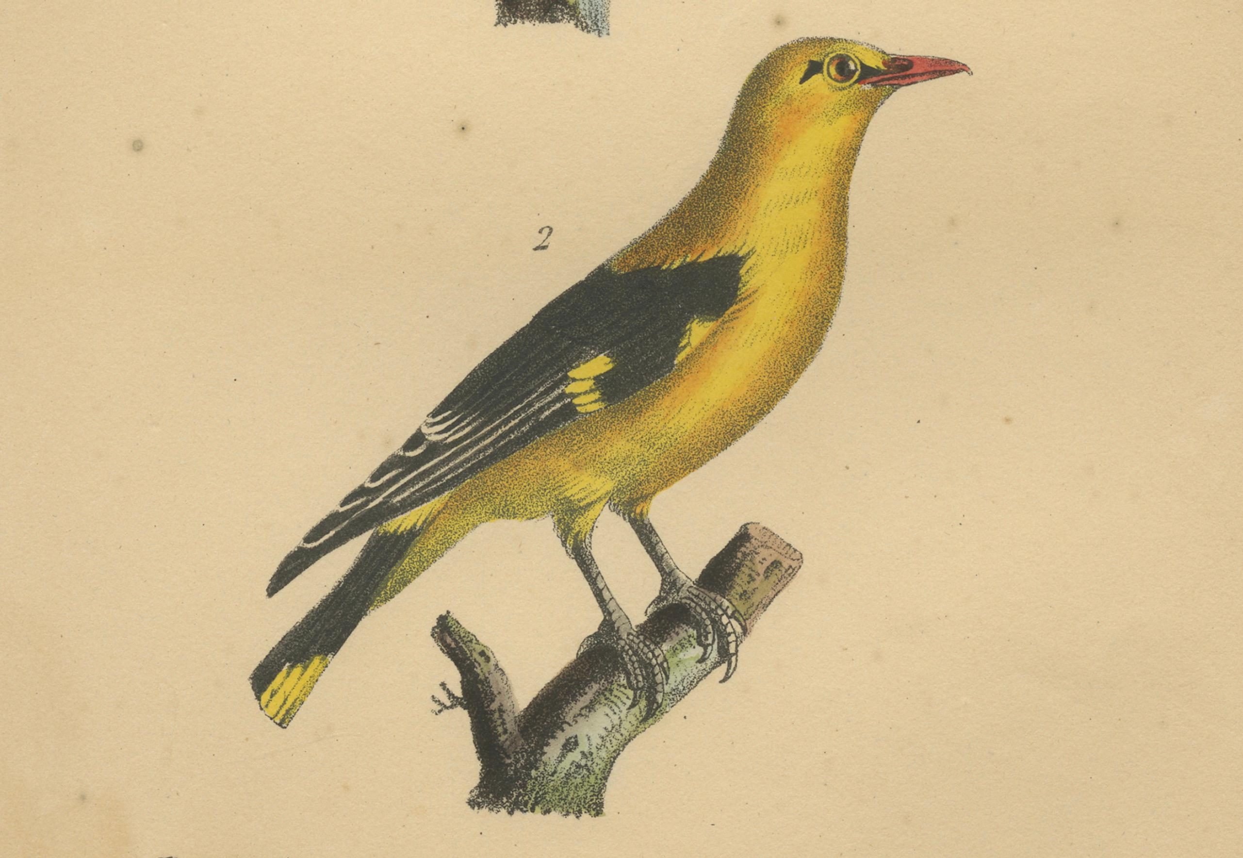 Goldtrupial und Schilfrohrsänger - Antike handkolorierte Lithografie, um 1828 (Französisch) im Angebot