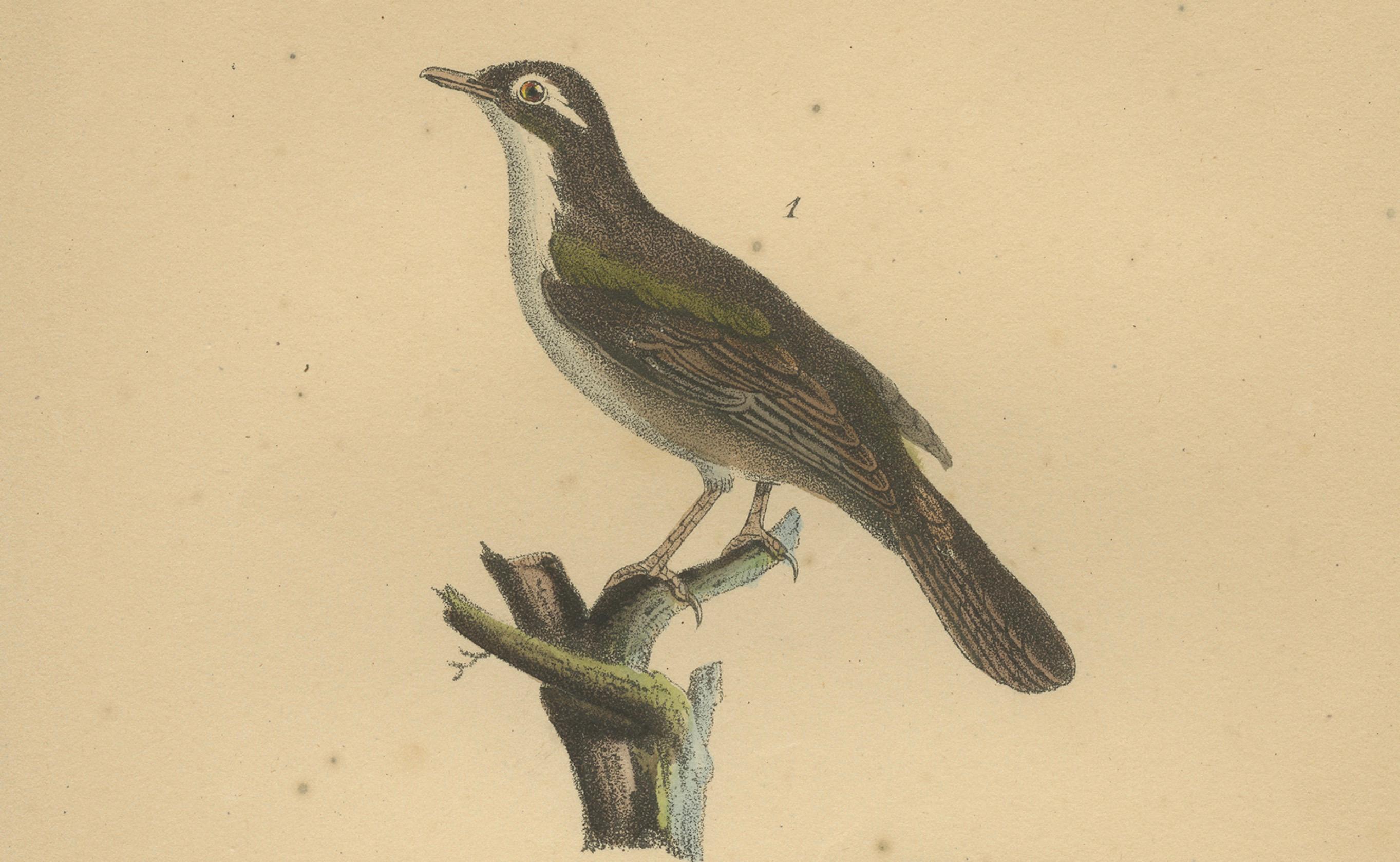 Goldtrupial und Schilfrohrsänger - Antike handkolorierte Lithografie, um 1828 (Graviert) im Angebot
