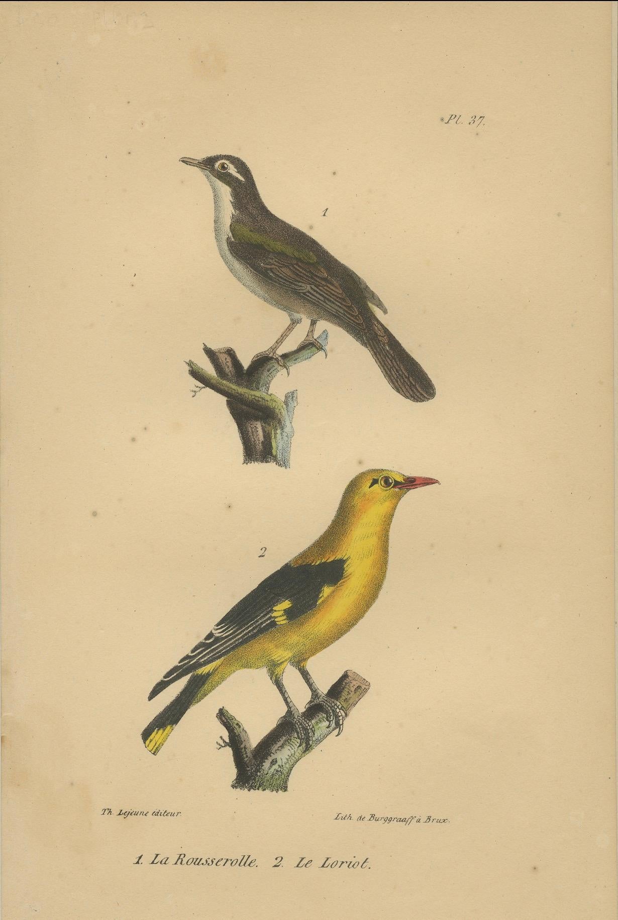 Goldtrupial und Schilfrohrsänger - Antike handkolorierte Lithografie, um 1828 im Zustand „Gut“ im Angebot in Langweer, NL