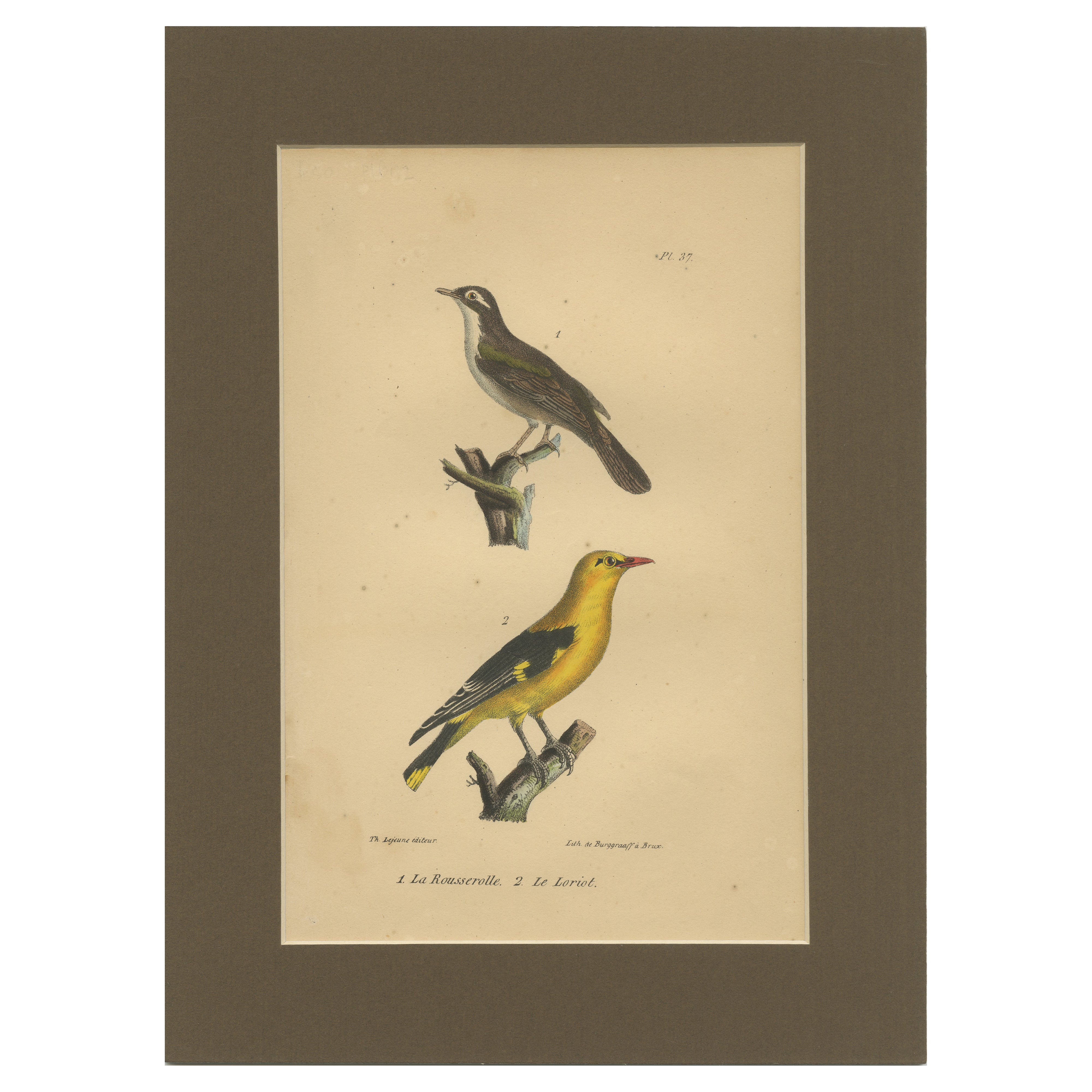 Goldtrupial und Schilfrohrsänger - Antike handkolorierte Lithografie, um 1828 im Angebot