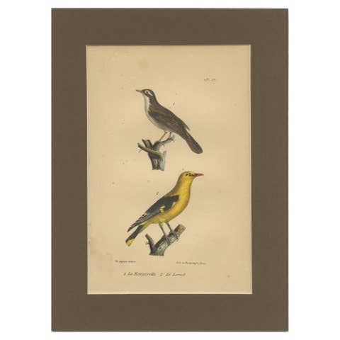 Golden Oriole & Reed Warbler – Antique hand-coloured lithograph, c.1828