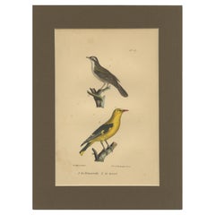 Prints