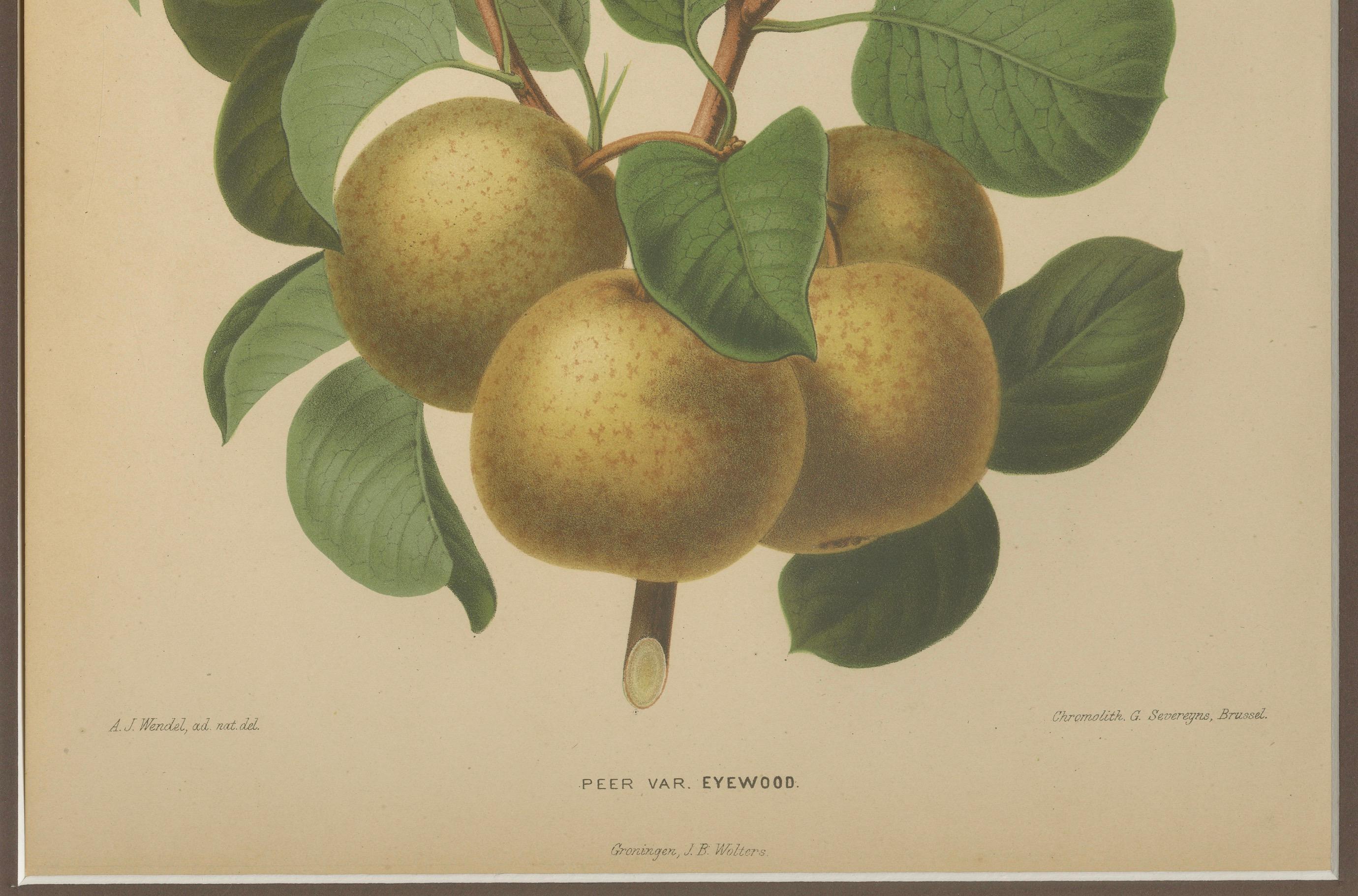 Racimo de Peras Doradas - Grabado Botánico, Holandés, ca. 1870 Cromolito en Bueno estado para la venta en Langweer, NL