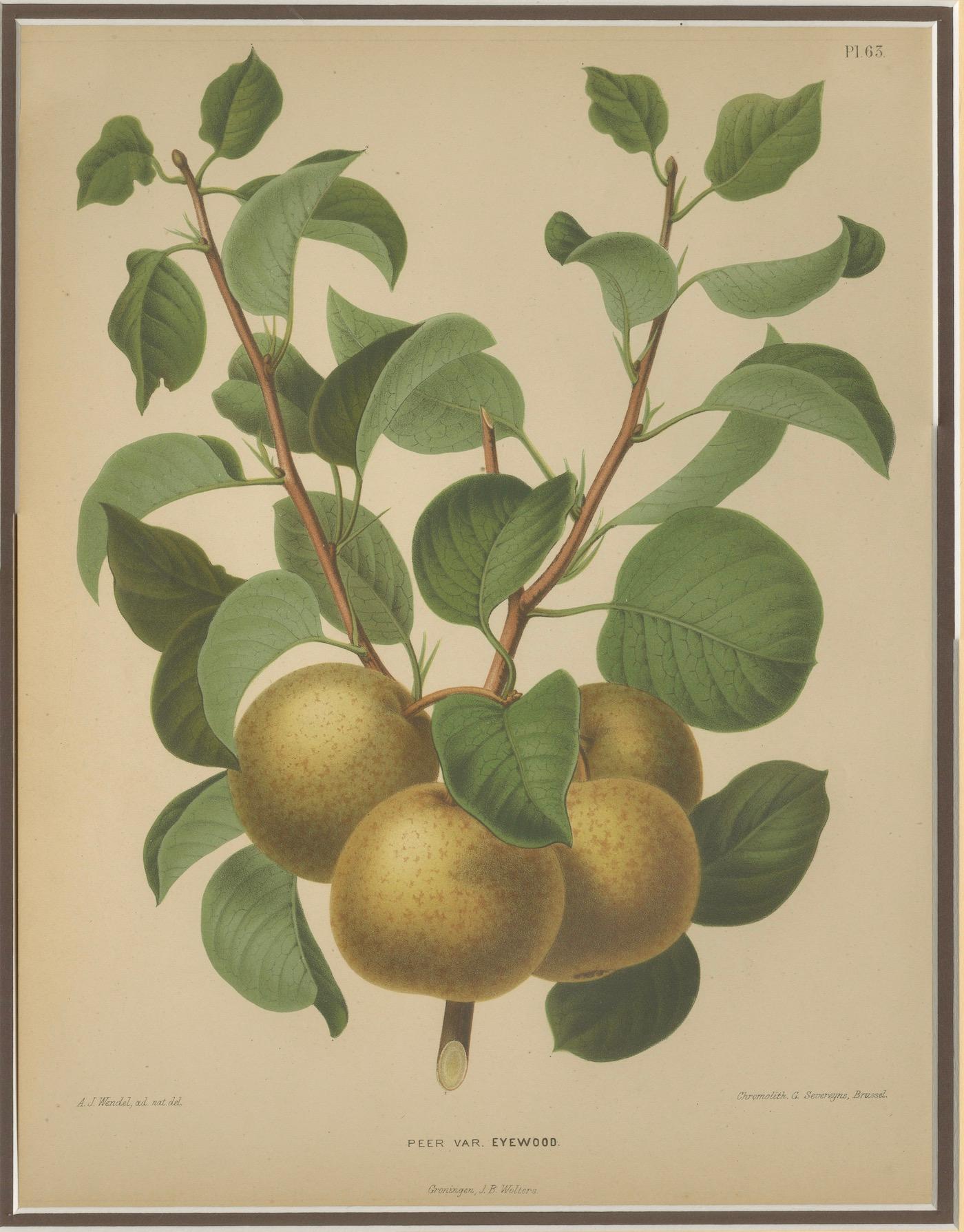 Racimo de Peras Doradas - Grabado Botánico, Holandés, ca. 1870 Cromolito siglo XIX en venta