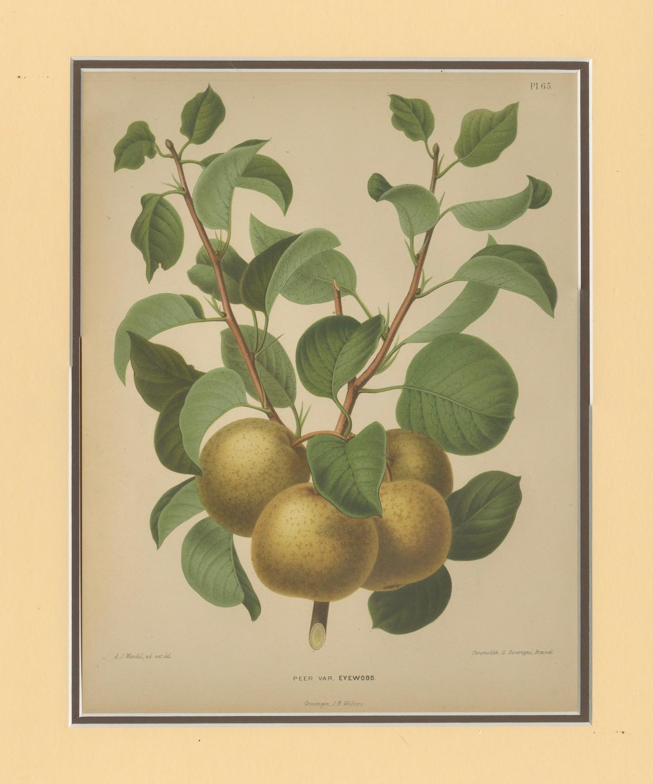 Racimo de Peras Doradas - Grabado Botánico, Holandés, ca. 1870 Cromolito Papel en venta