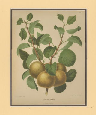 Golden Pear Cluster, Botanical Print, Dutch, ca. 1870 Chromolitho, view 5