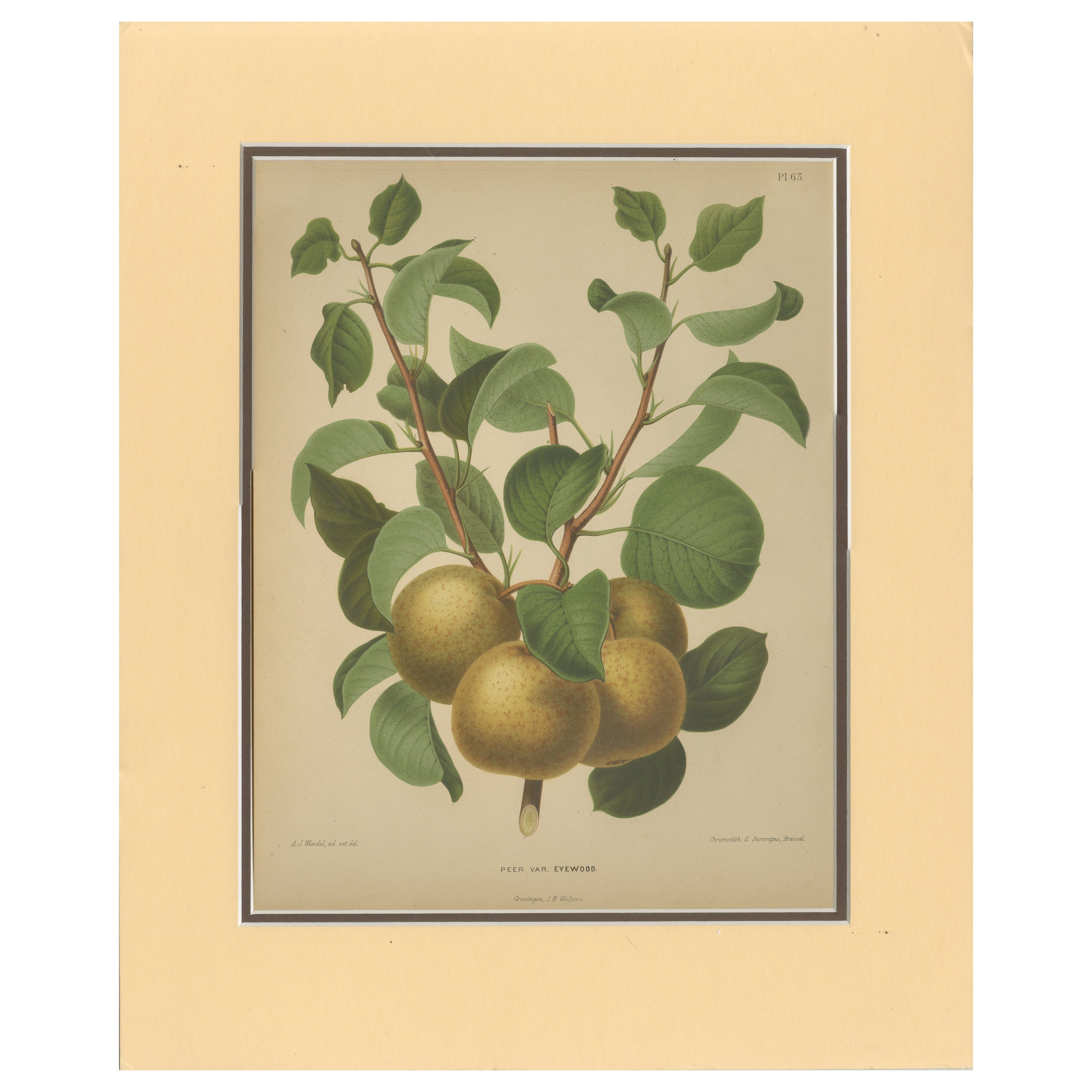 Racimo de Peras Doradas - Grabado Botánico, Holandés, ca. 1870 Cromolito en venta