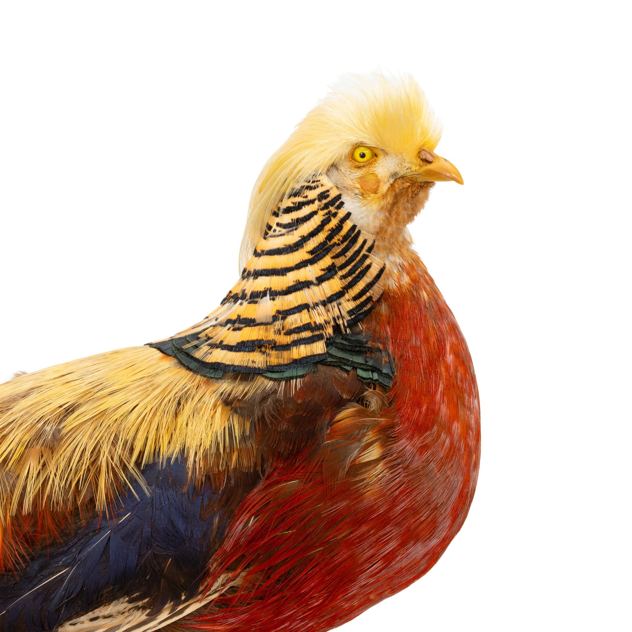 Beautiful golden pheasant taxidermy bird mount. Standing full body mount with tail outstretched on simple faux rock base. Excellent condition, high quality. Great for display in a cabin or rustic home. Contemporary mount. Size: 27