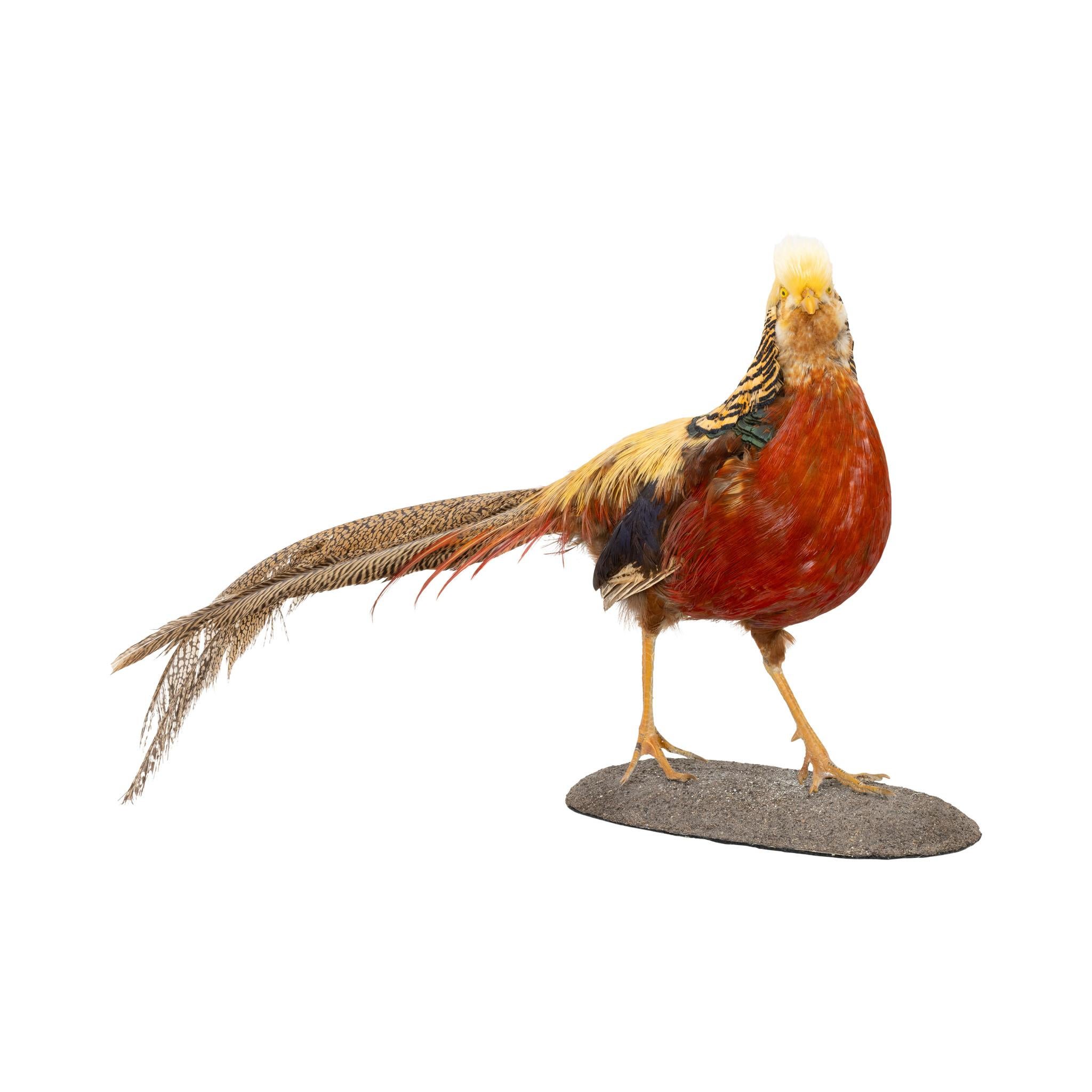 Golden Pheasant Taxidermy Mount In Good Condition For Sale In Coeur d'Alene, ID