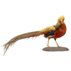 Used Golden Pheasant Taxidermy Mount