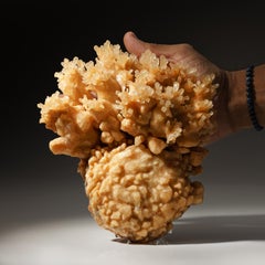 Golden Porcupine Calcite Cluster from Java, Indonesia