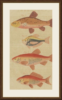Goldfish, Golden Tench and Orfe, Antique Bertuch Print, circa 1805