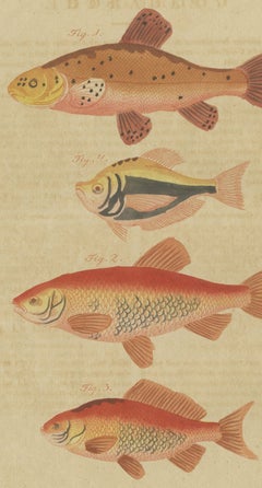Goldfish, Golden Tench and Orfe, Antique Bertuch Print, circa 1805