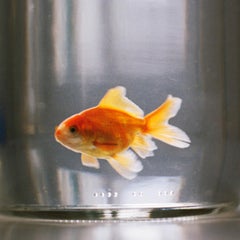 Goldfisch im Glas" Foto aus der Serie Light Therapy von Zoltan Tombor