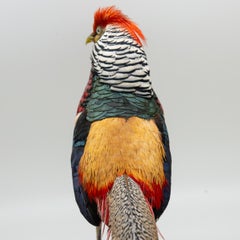 Faisan de Goldherst
