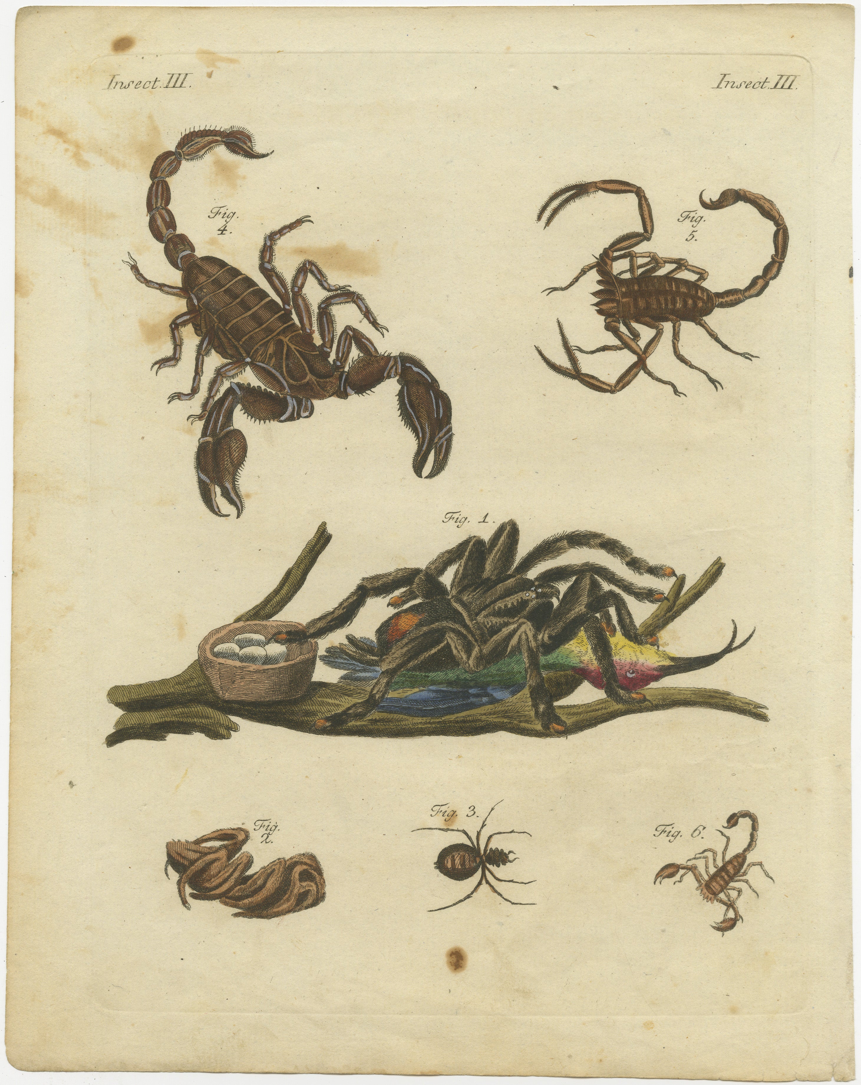 Titel: Goliath Vogelfressende Spinne und Skorpione: Handkolorierter Kupferstich aus Bertuchs 