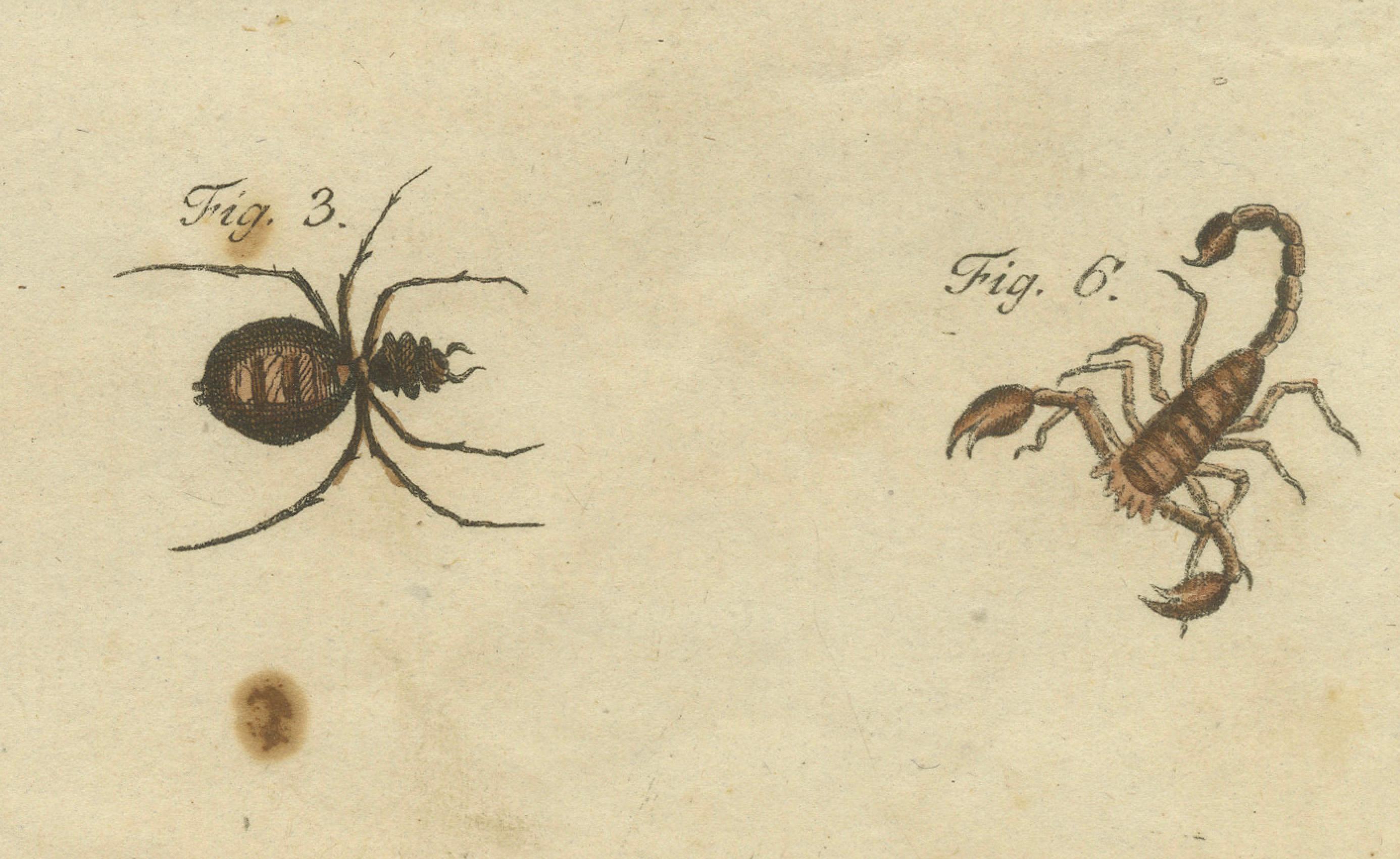 Goliath Spider and Scorpions: Handkolorierte Gravur mit Vogelaugenahorn und Skorpionen, 1792 (Graviert) im Angebot