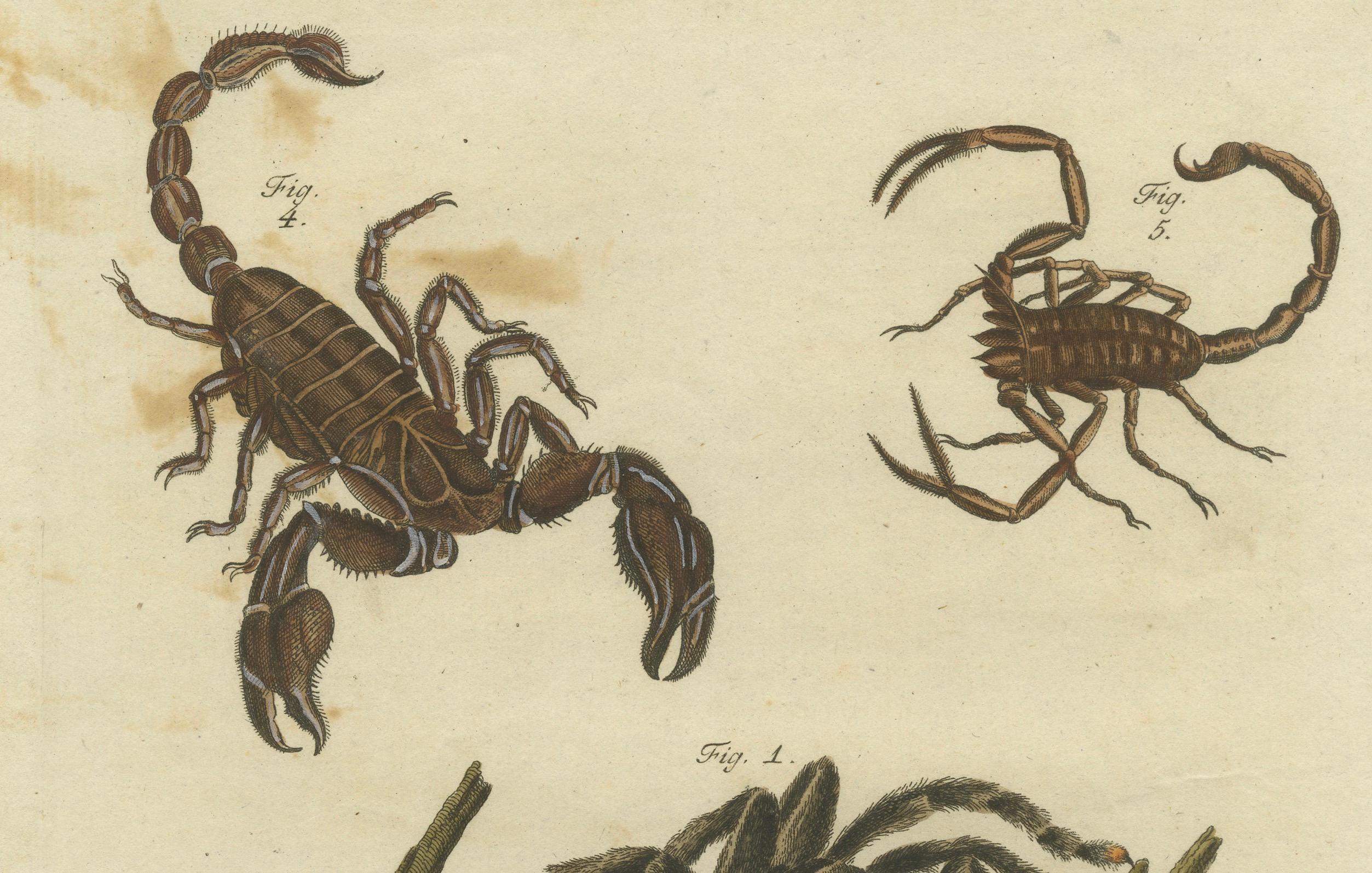 Goliath Spider and Scorpions: Handkolorierte Gravur mit Vogelaugenahorn und Skorpionen, 1792 im Zustand „Relativ gut“ im Angebot in Langweer, NL