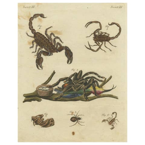 Goliath Bird-Eating Spider and Scorpions: Hand-Colored Engraving, 1792