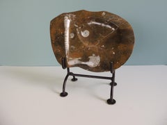 Goniatite Moroccan Stone Fossil with Sea Shells on Stand