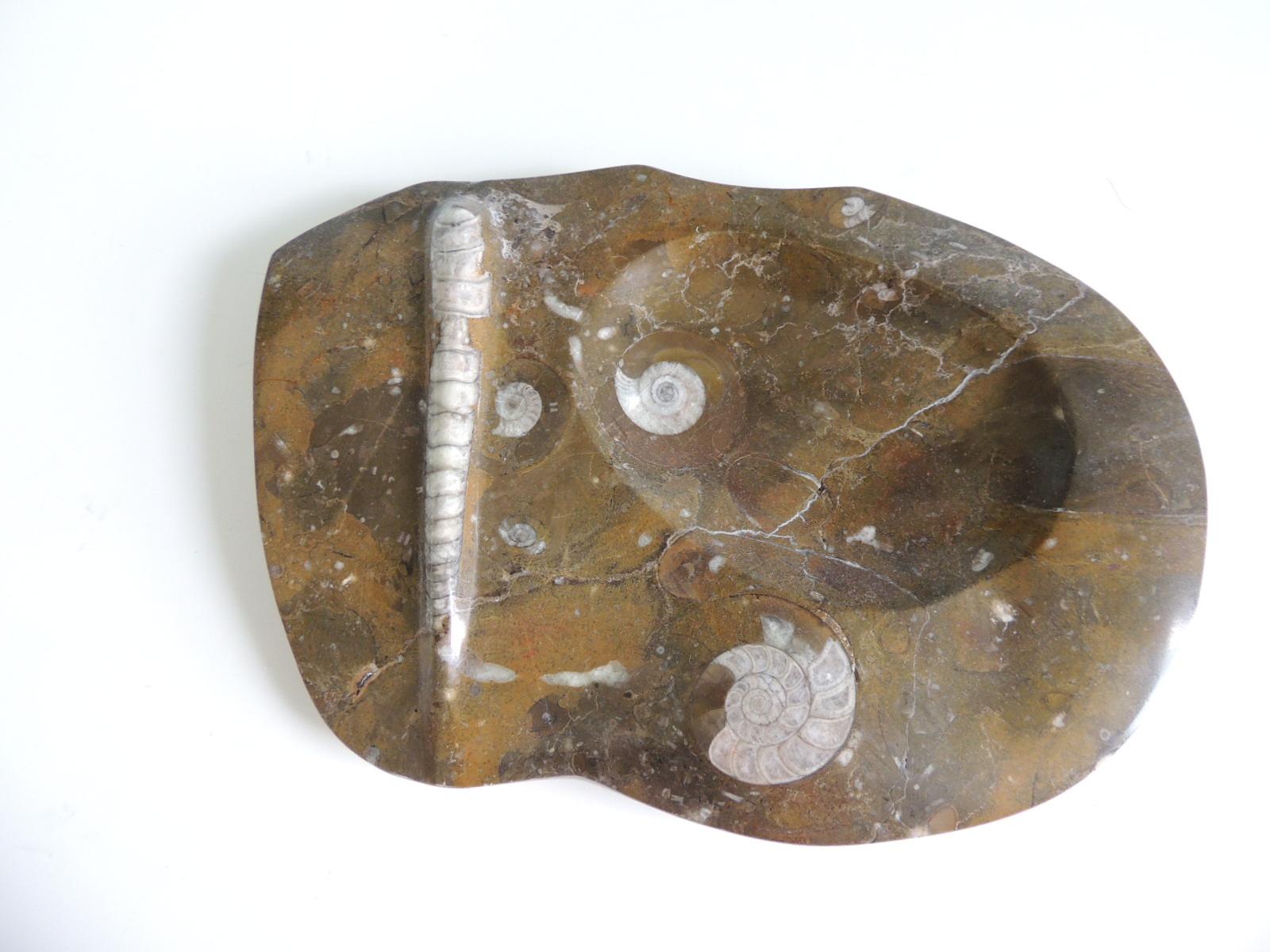 18th Century and Earlier Goniatite Moroccan Stone Fossil with Sea Shells on Stand