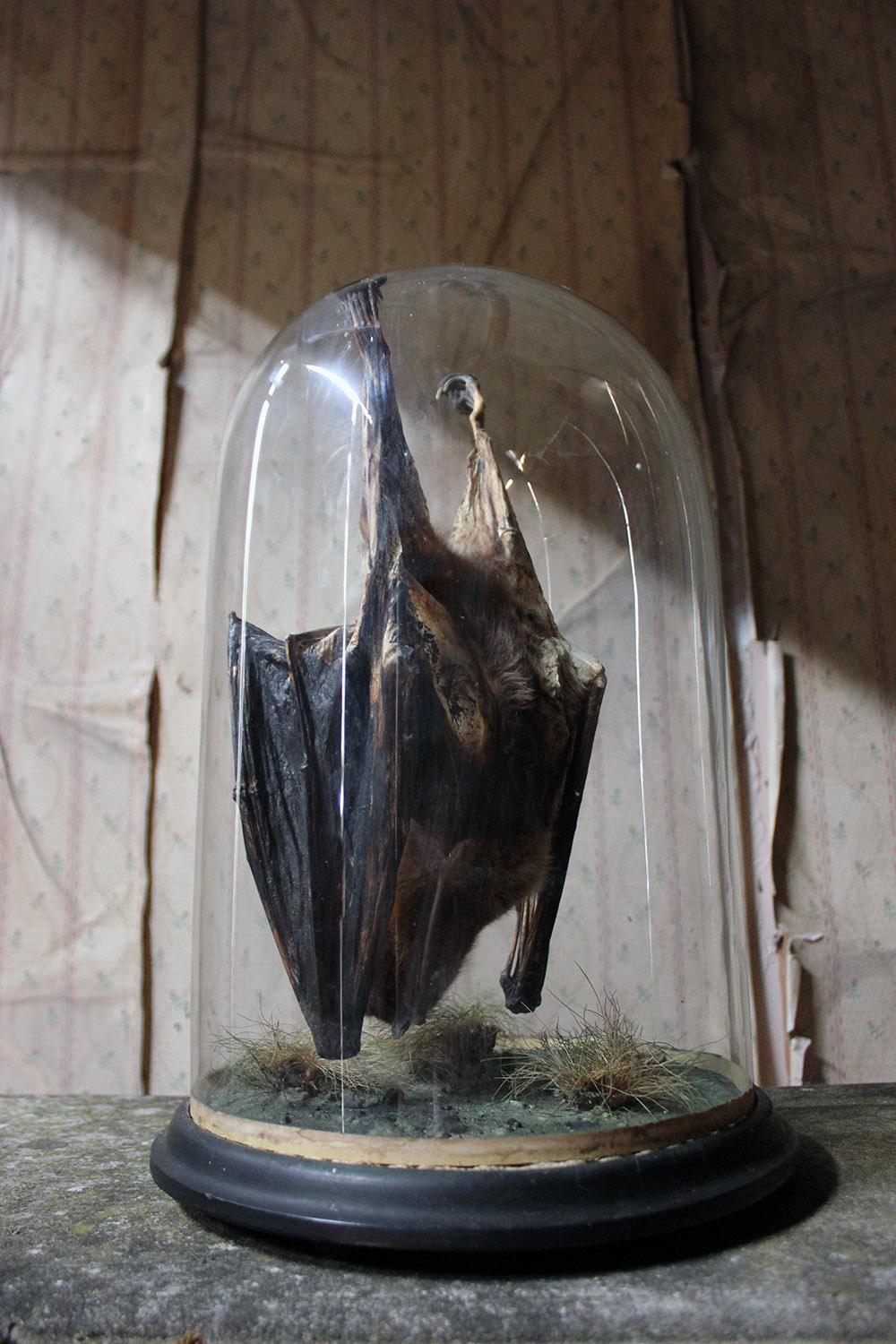 Glass Good circa 1900 Dome Cased Taxidermy Fruit Bat