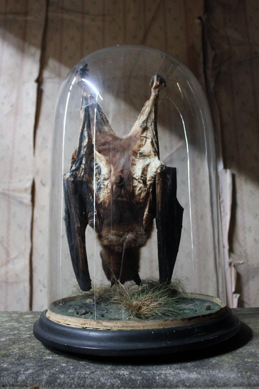 Good circa 1900 Dome Cased Taxidermy Fruit Bat 1