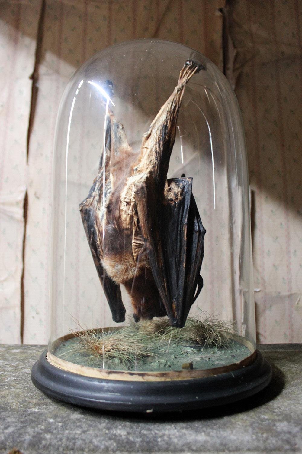 Good circa 1900 Dome Cased Taxidermy Fruit Bat 2