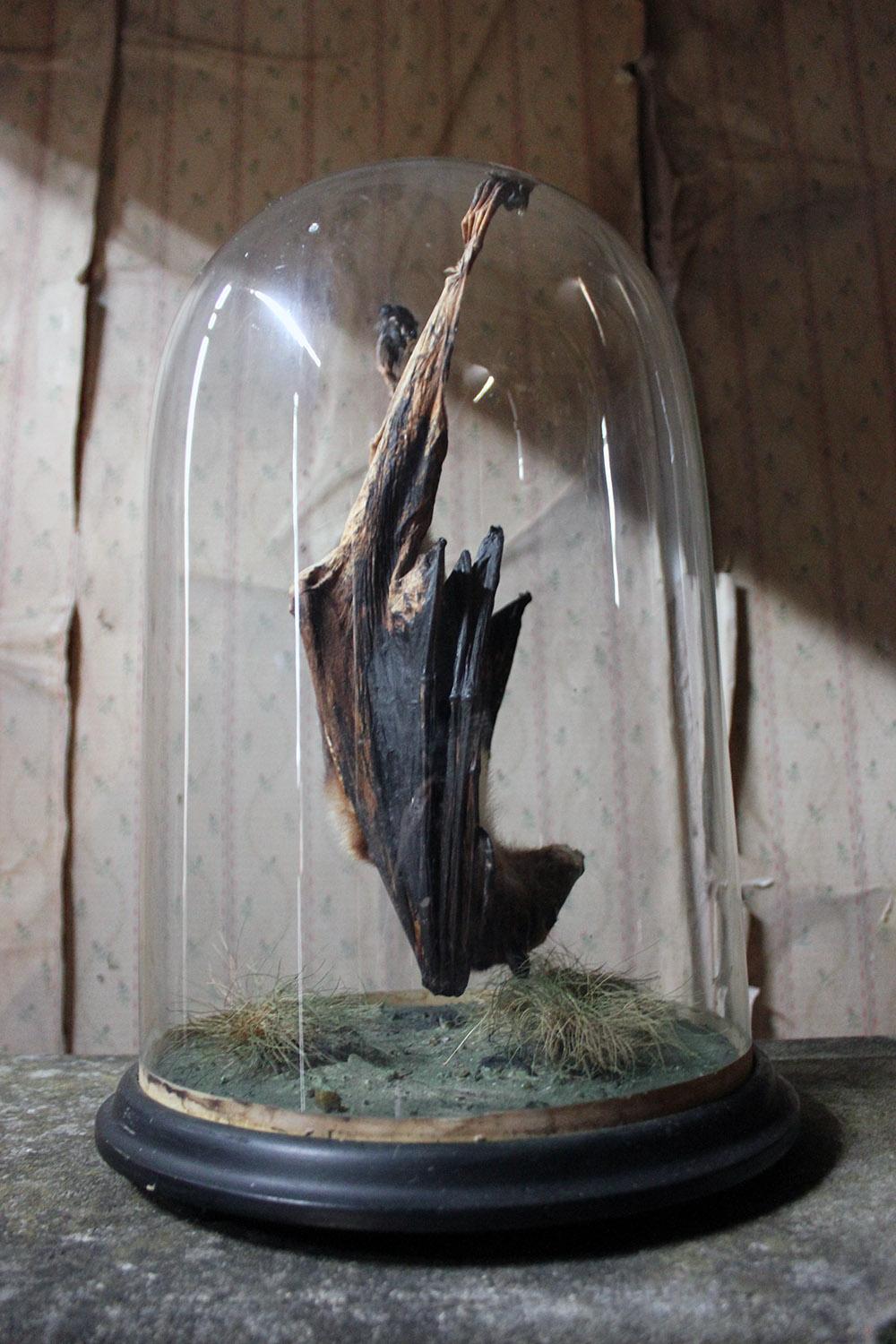 Good circa 1900 Dome Cased Taxidermy Fruit Bat 3