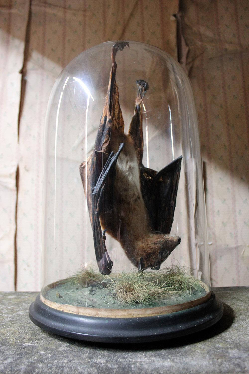 Good circa 1900 Dome Cased Taxidermy Fruit Bat 4