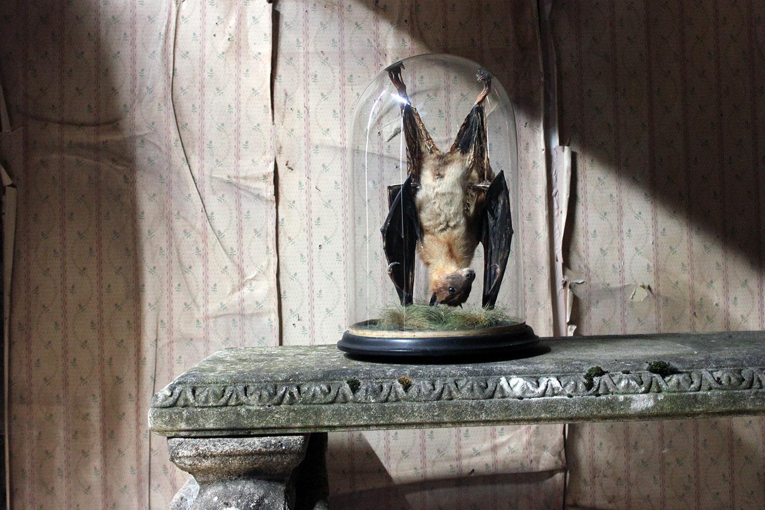 Good circa 1900 Dome Cased Taxidermy Fruit Bat 5