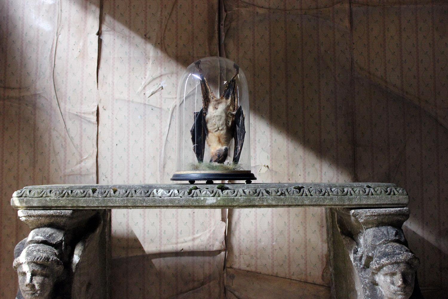 Good circa 1900 Dome Cased Taxidermy Fruit Bat 6