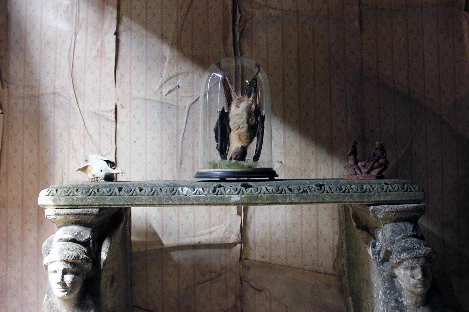 Good circa 1900 Dome Cased Taxidermy Fruit Bat 7