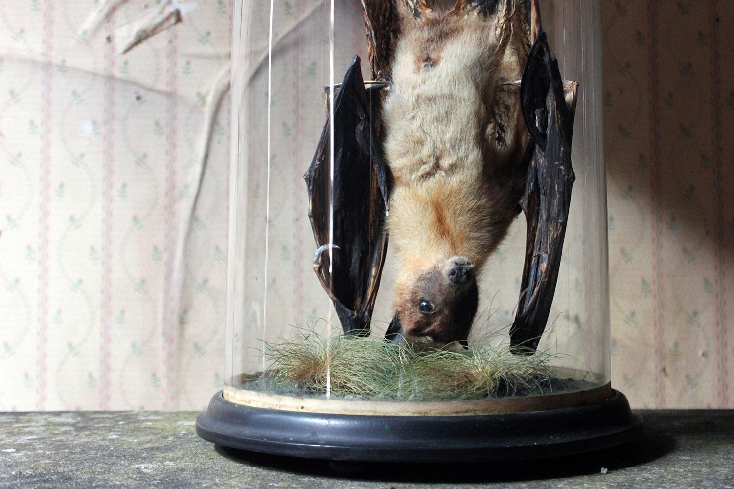 The rare preserved mature fruit bat, posed hanging upside down, to a grassy naturalistic base, and housed in its original glass domed case to ebonized base and rope twist border, the whole surviving from the zeniths of Victorian period,