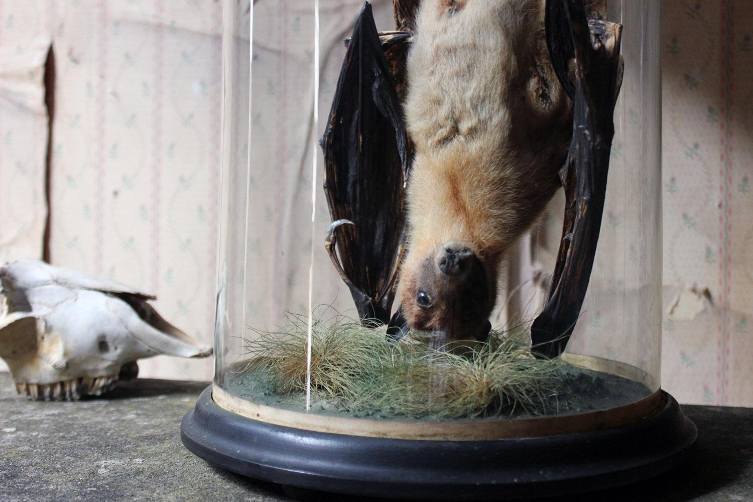 bad taxidermy bat