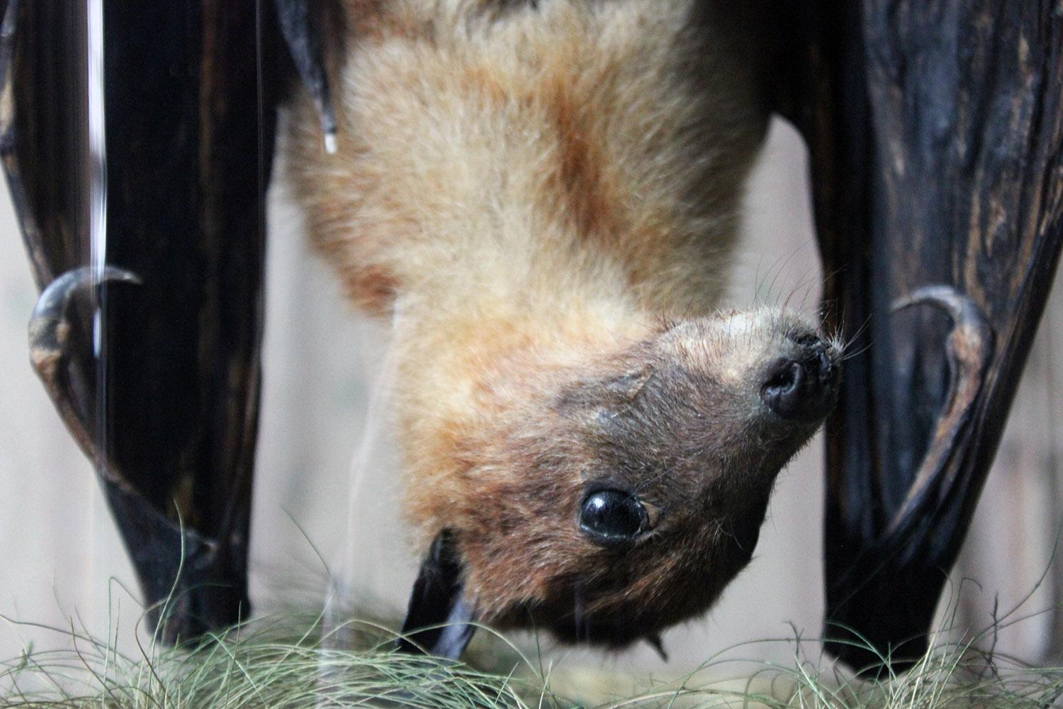 taxidermy bat in glass