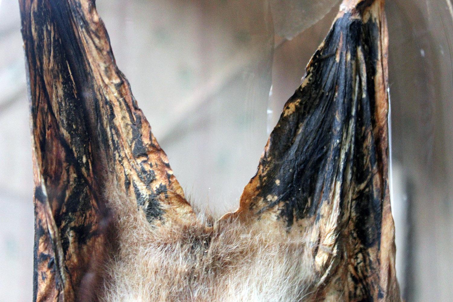 taxidermy bats
