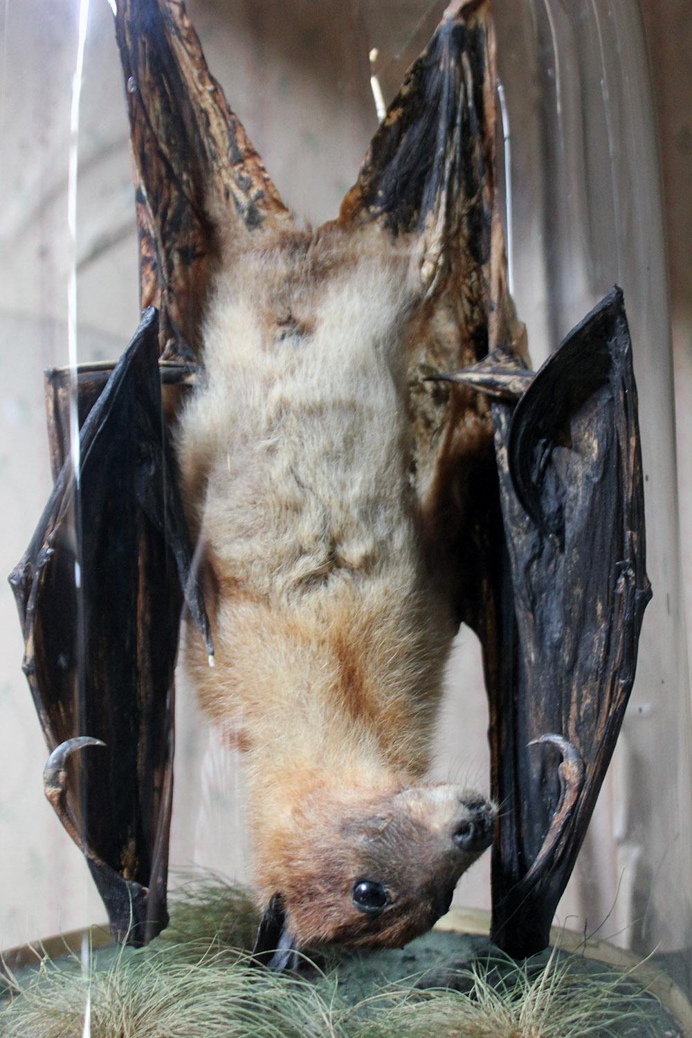English Good circa 1900 Dome Cased Taxidermy Fruit Bat