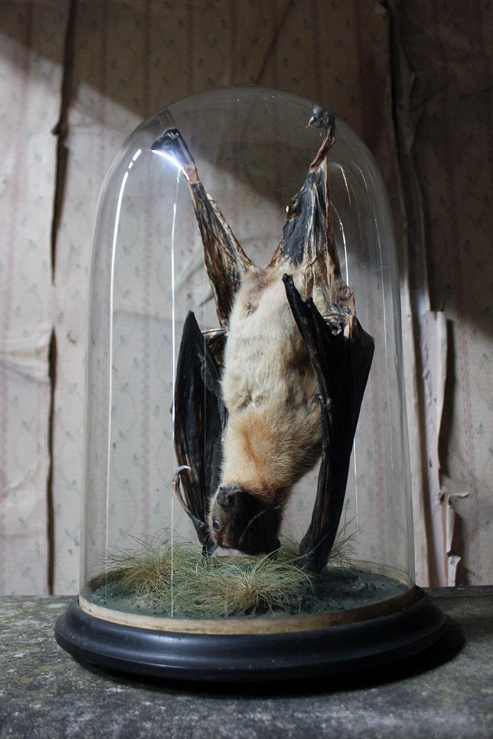 Good circa 1900 Dome Cased Taxidermy Fruit Bat In Good Condition In Bedford, Bedfordshire