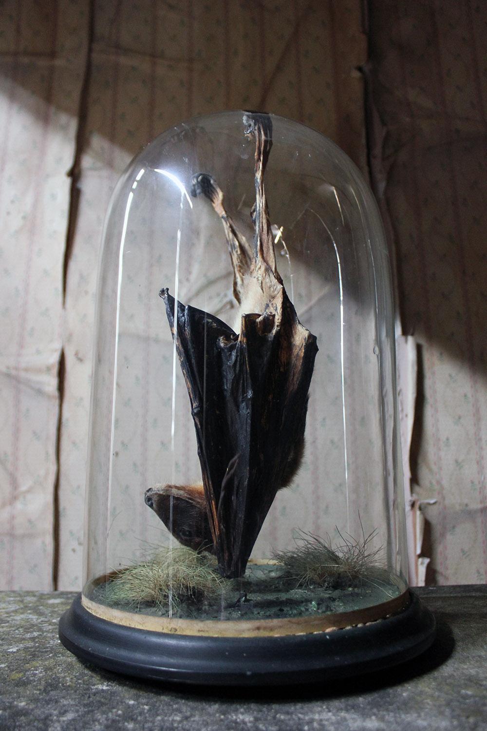 Early 20th Century Good circa 1900 Dome Cased Taxidermy Fruit Bat