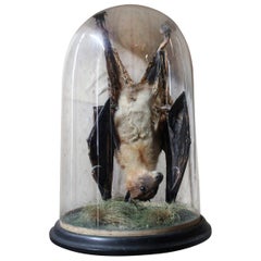 Chauve-souris à fruits taxidermique en forme de dôme datant d'environ 1900