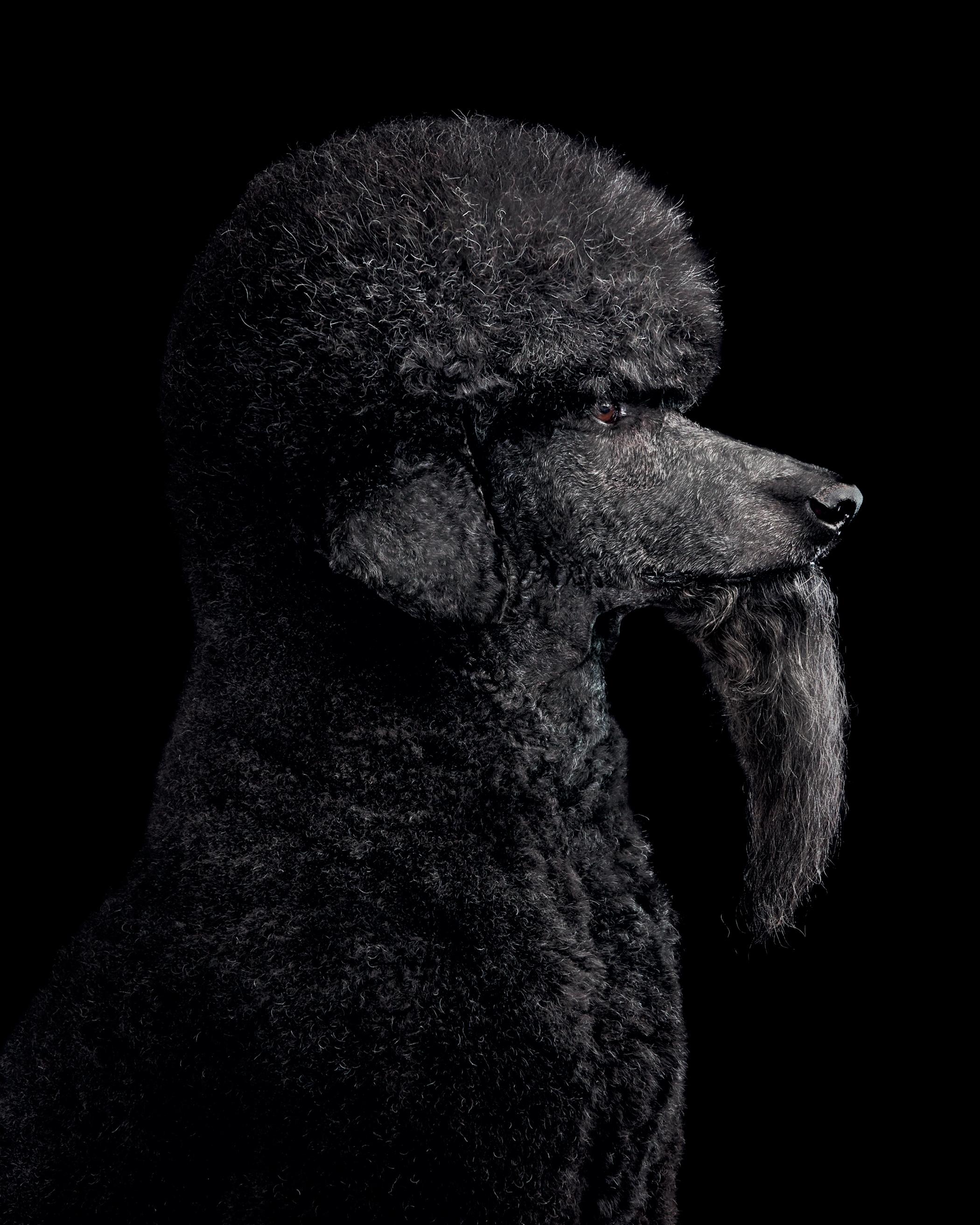 Nord-américain Une collection de portraits du bon chien en vente