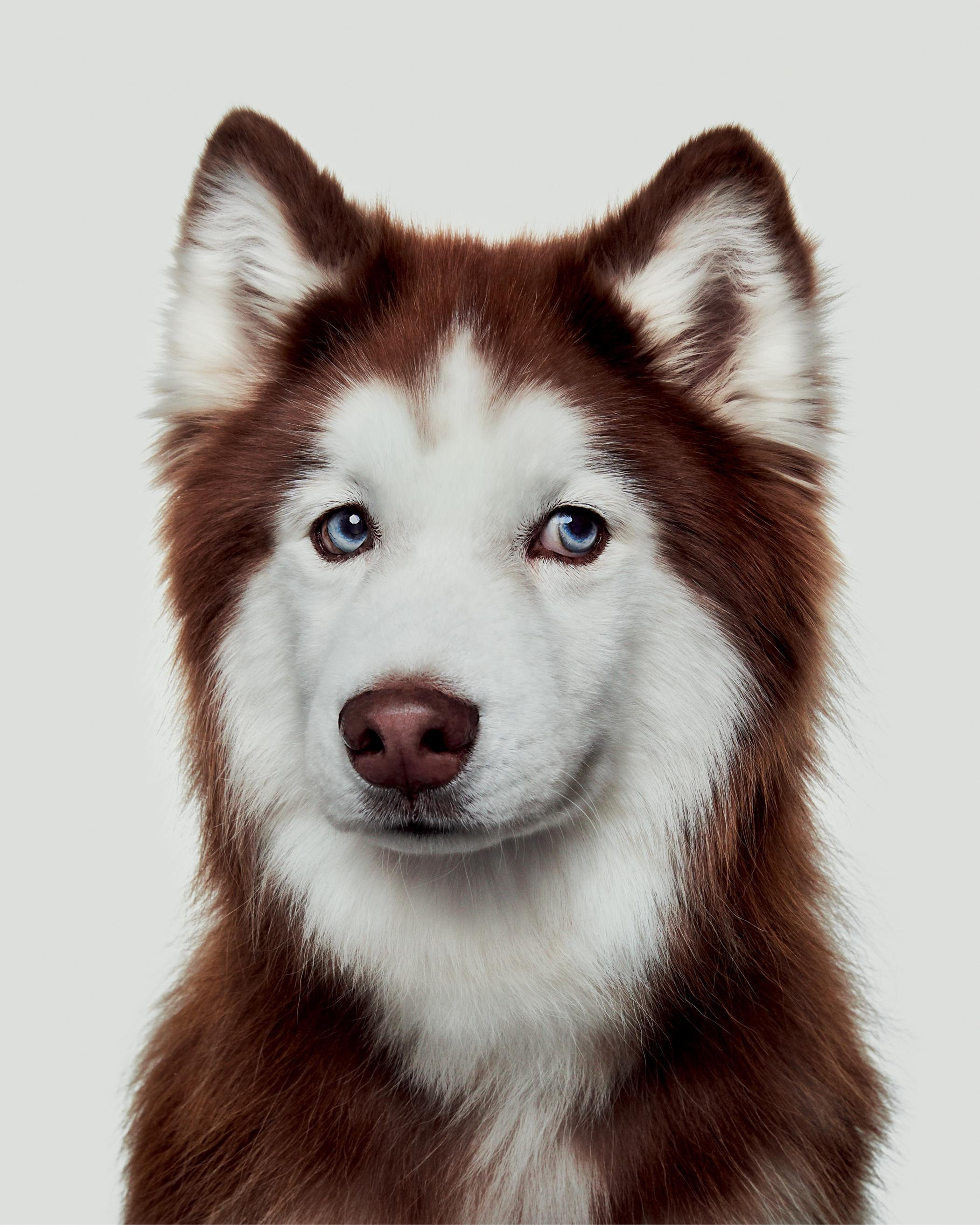XXIe siècle et contemporain Une collection de portraits du bon chien en vente
