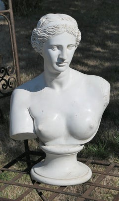 Good Plaster Bust of the Venus De Milo