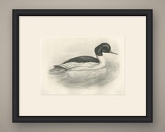 Goosander, Antique Bird Print after Lilian Medland, circa 1909