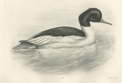 Goosander, Antique Bird Print after Lilian Medland, circa 1909