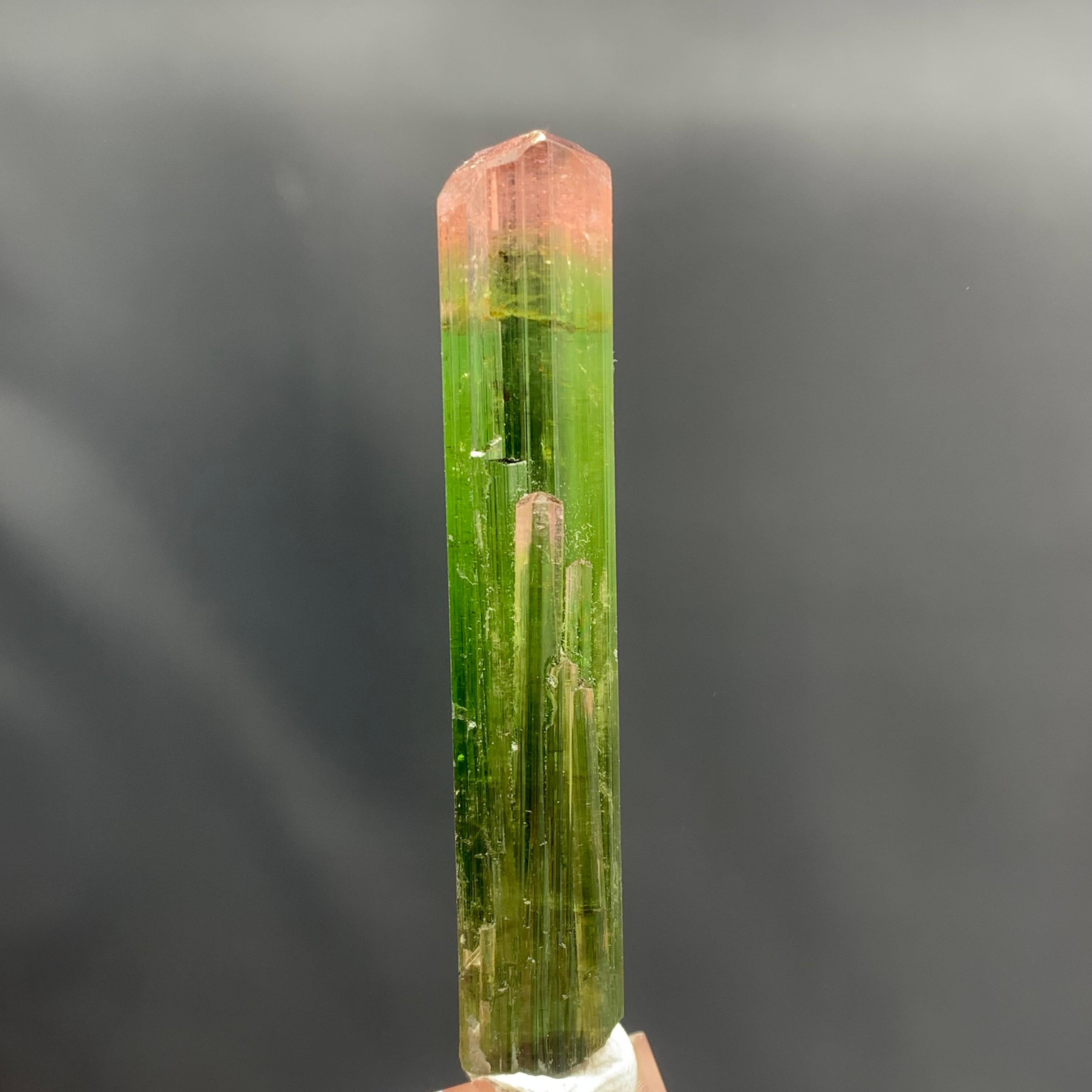 Style Adam Superbe cristal de tourmaline bicolore 53,65 carats provenant de la mine de Paprok en Afghanistan en vente