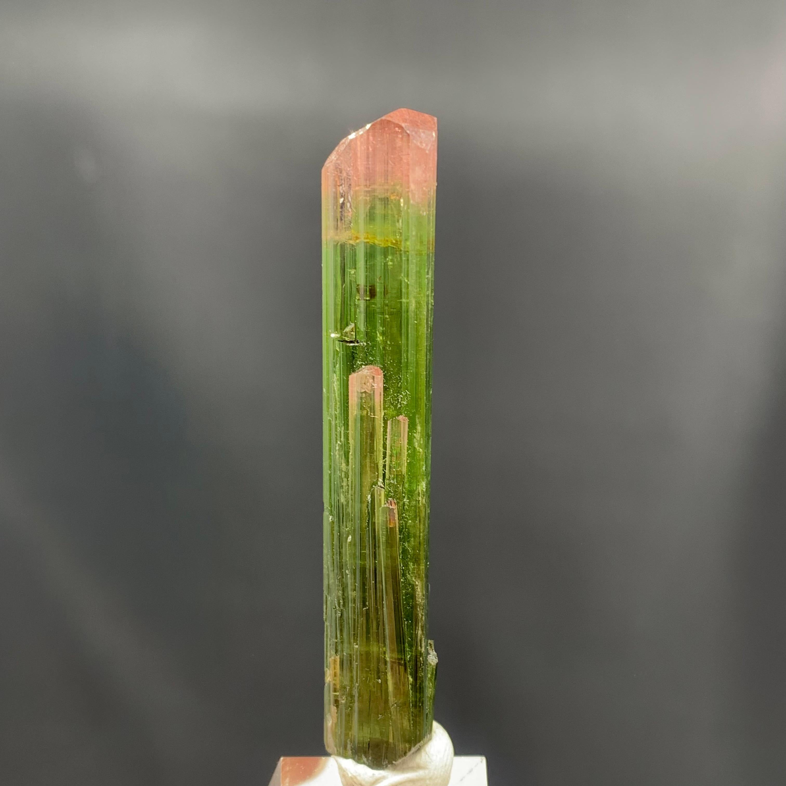 Autre Superbe cristal de tourmaline bicolore 53,65 carats provenant de la mine de Paprok en Afghanistan en vente